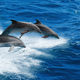Image for article titled Court Rules Against US Government For Failing To Protect Sea Mammals